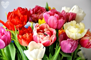 Strauss Bunte Tulpen