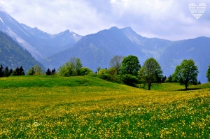 Wendelstein-Maennlein-Weg_Blumenwiese