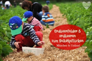 Erdbeeren zum Selbstpflücken München