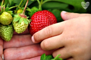 Erdbeeren zum Selbstpflücken München und Region