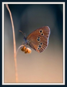 Makro Fotografie Miriola Dzik