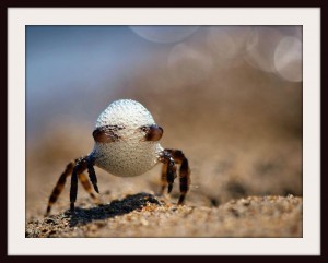 Makro Fotografie Miriola Dzik