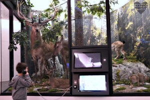 Waldpfad Jagd- und Fischereimuseum München