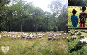 Schafe im Englischen Garten